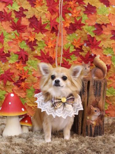 20241104りるちゃん